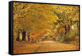 ROAD IN AUTUMN CENTRAL PENNSYLVANIA USA-Panoramic Images-Framed Stretched Canvas