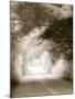 Road in Autumn-David Ridley-Mounted Photographic Print