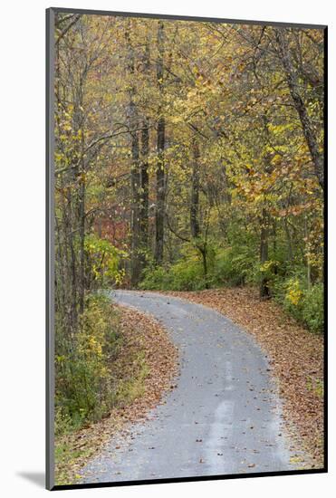 Road in fall color Giant City State Park, Illinois-Richard & Susan Day-Mounted Photographic Print