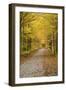 Road in Fall Color Schoolcraft County, Upper Peninsula, Michigan-Richard and Susan Day-Framed Photographic Print