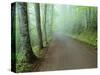 Road in Great Smoky Mountains National Park-Darrell Gulin-Stretched Canvas