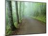 Road in Great Smoky Mountains National Park-Darrell Gulin-Mounted Photographic Print