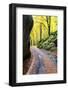 Road in the forest of Bagni di Masino in autumn, Valmasino, Valtellina, Lombardy, Italy-Francesco Bergamaschi-Framed Photographic Print