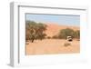 Road in the Sossusvlei, the Famous Red Dunes of Namib Desert-Micha Klootwijk-Framed Photographic Print