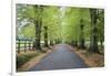 Road leading through avenue of beech trees with fallen autumn leaves, Batsford, Gloucestershire, En-Stuart Black-Framed Premium Photographic Print