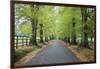 Road leading through avenue of beech trees with fallen autumn leaves, Batsford, Gloucestershire, En-Stuart Black-Framed Premium Photographic Print