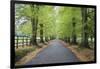 Road leading through avenue of beech trees with fallen autumn leaves, Batsford, Gloucestershire, En-Stuart Black-Framed Premium Photographic Print