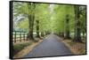 Road leading through avenue of beech trees with fallen autumn leaves, Batsford, Gloucestershire, En-Stuart Black-Framed Stretched Canvas