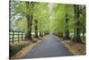 Road leading through avenue of beech trees with fallen autumn leaves, Batsford, Gloucestershire, En-Stuart Black-Stretched Canvas