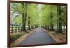 Road leading through avenue of beech trees with fallen autumn leaves, Batsford, Gloucestershire, En-Stuart Black-Framed Photographic Print