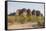 Road Leading to the Purnululu National Park-Michael Runkel-Framed Stretched Canvas