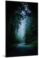 Road Light Redwood Forest California Coast Mystical Mist-Vincent James-Mounted Photographic Print