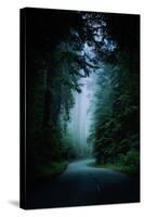 Road Light Redwood Forest California Coast Mystical Mist-Vincent James-Stretched Canvas