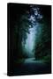 Road Light Redwood Forest California Coast Mystical Mist-Vincent James-Stretched Canvas