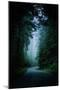 Road Light Redwood Forest California Coast Mystical Mist-Vincent James-Mounted Premium Photographic Print