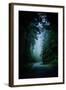 Road Light Redwood Forest California Coast Mystical Mist-Vincent James-Framed Premium Photographic Print