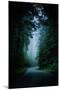 Road Light Redwood Forest California Coast Mystical Mist-Vincent James-Mounted Premium Photographic Print