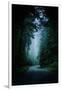 Road Light Redwood Forest California Coast Mystical Mist-Vincent James-Framed Photographic Print