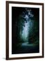 Road Light Redwood Forest California Coast Mystical Mist-Vincent James-Framed Photographic Print