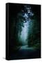 Road Light Redwood Forest California Coast Mystical Mist-Vincent James-Framed Stretched Canvas