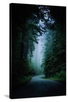 Road Light Redwood Forest California Coast Mystical Mist-Vincent James-Stretched Canvas