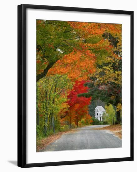 Road Lined in Fall Color, Andover, New England, New Hampshire, USA-Jaynes Gallery-Framed Premium Photographic Print