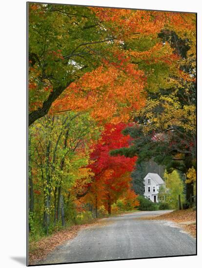 Road Lined in Fall Color, Andover, New England, New Hampshire, USA-Jaynes Gallery-Mounted Premium Photographic Print