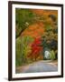 Road Lined in Fall Color, Andover, New England, New Hampshire, USA-Jaynes Gallery-Framed Photographic Print