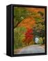 Road Lined in Fall Color, Andover, New England, New Hampshire, USA-Jaynes Gallery-Framed Stretched Canvas