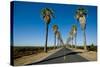 Road Lined in Palm Trees in California-imging-Stretched Canvas