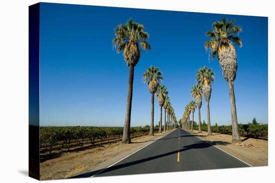 Road Lined in Palm Trees in California-imging-Stretched Canvas