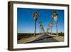 Road Lined in Palm Trees in California-imging-Framed Photographic Print