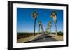 Road Lined in Palm Trees in California-imging-Framed Photographic Print