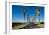 Road Lined in Palm Trees in California-imging-Framed Photographic Print