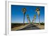 Road Lined in Palm Trees in California-imging-Framed Photographic Print