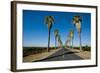 Road Lined in Palm Trees in California-imging-Framed Photographic Print