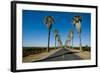 Road Lined in Palm Trees in California-imging-Framed Photographic Print