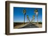 Road Lined in Palm Trees in California-imging-Framed Photographic Print