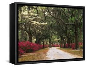 Road Lined with Azaleas and Live Oaks, Spanish Moss, Savannah, Georgia, USA-Adam Jones-Framed Stretched Canvas