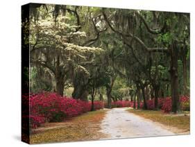 Road Lined with Azaleas and Live Oaks, Spanish Moss, Savannah, Georgia, USA-Adam Jones-Stretched Canvas