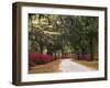 Road Lined with Azaleas and Live Oaks, Spanish Moss, Savannah, Georgia, USA-Adam Jones-Framed Photographic Print