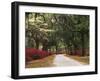 Road Lined with Azaleas and Live Oaks, Spanish Moss, Savannah, Georgia, USA-Adam Jones-Framed Photographic Print