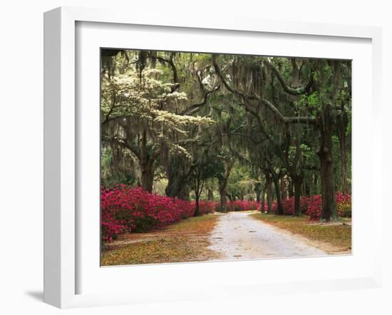 Road Lined with Azaleas and Live Oaks, Spanish Moss, Savannah, Georgia, USA-Adam Jones-Framed Photographic Print