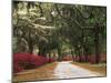 Road Lined with Azaleas and Live Oaks, Spanish Moss, Savannah, Georgia, USA-Adam Jones-Mounted Photographic Print