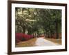 Road Lined with Azaleas and Live Oaks, Spanish Moss, Savannah, Georgia, USA-Adam Jones-Framed Photographic Print