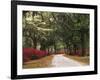 Road Lined with Azaleas and Live Oaks, Spanish Moss, Savannah, Georgia, USA-Adam Jones-Framed Photographic Print