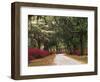 Road Lined with Azaleas and Live Oaks, Spanish Moss, Savannah, Georgia, USA-Adam Jones-Framed Photographic Print