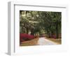 Road Lined with Azaleas and Live Oaks, Spanish Moss, Savannah, Georgia, USA-Adam Jones-Framed Photographic Print