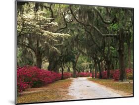 Road Lined with Azaleas and Live Oaks, Spanish Moss, Savannah, Georgia, USA-Adam Jones-Mounted Photographic Print