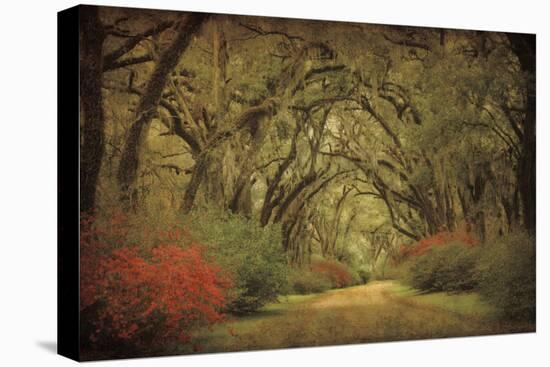 Road Lined With Oaks & Flowers-William Guion-Stretched Canvas